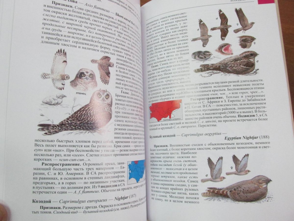 Дементьев определитель птиц