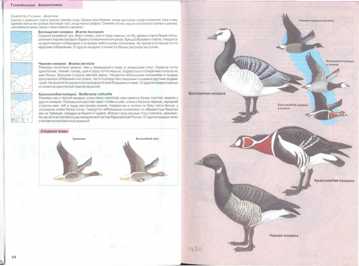 Книга Рябицев птицы Урала