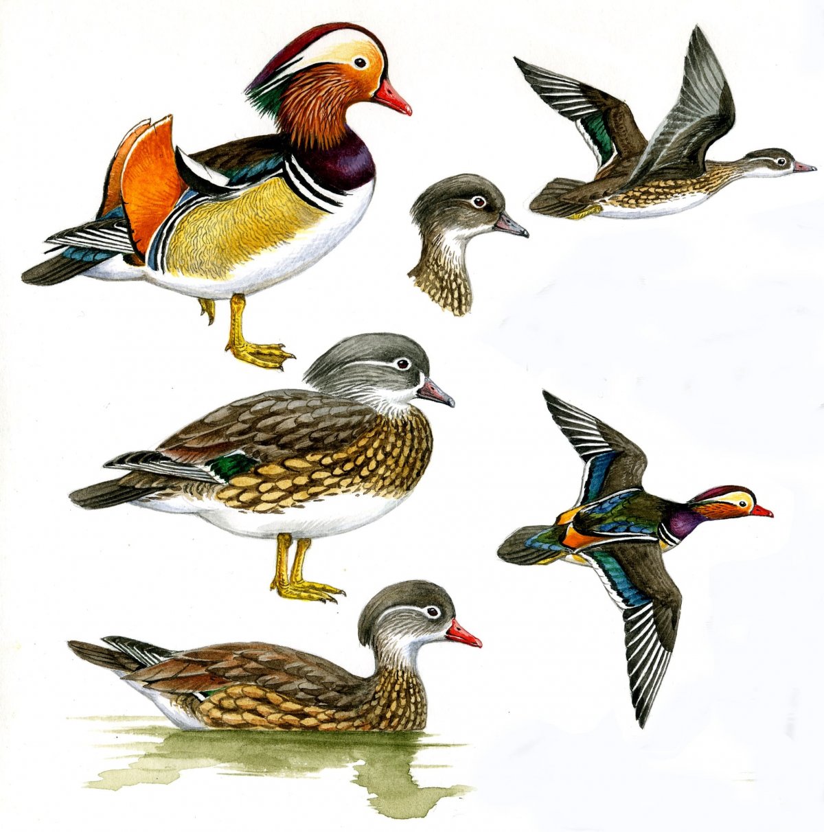 Красная книга Пермского края Ястребиная Сова