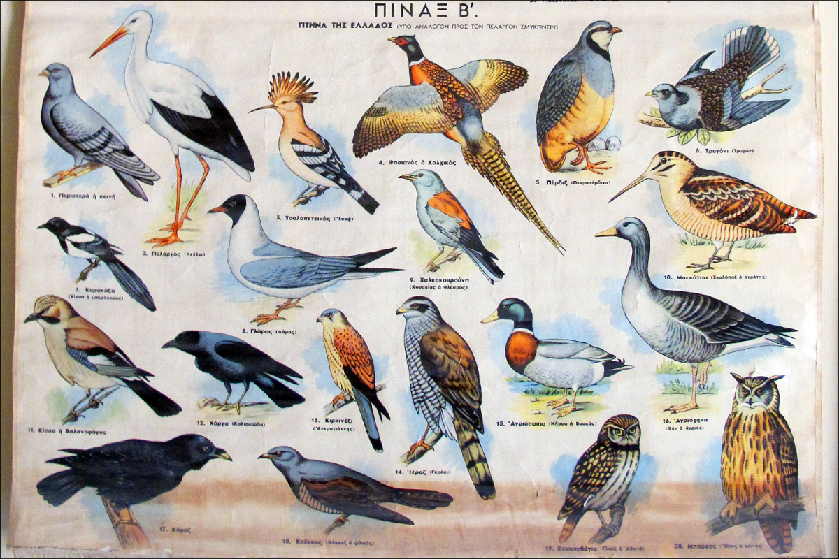 Птицы европейской части России Василий Вишневский