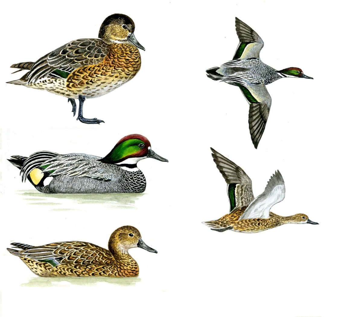 Рябицев определитель птиц