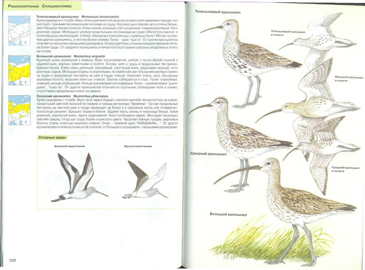 Чем отличается Гусь от лебедя