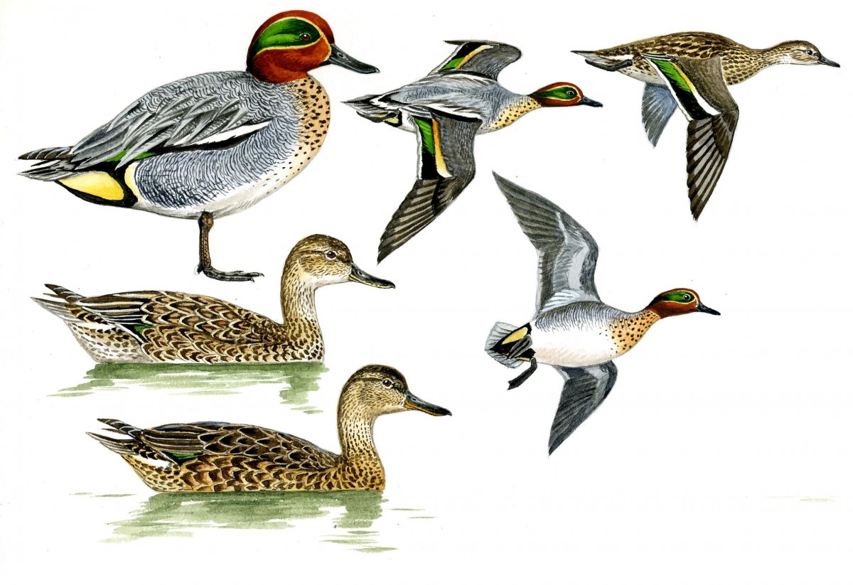 Кулик веретенник