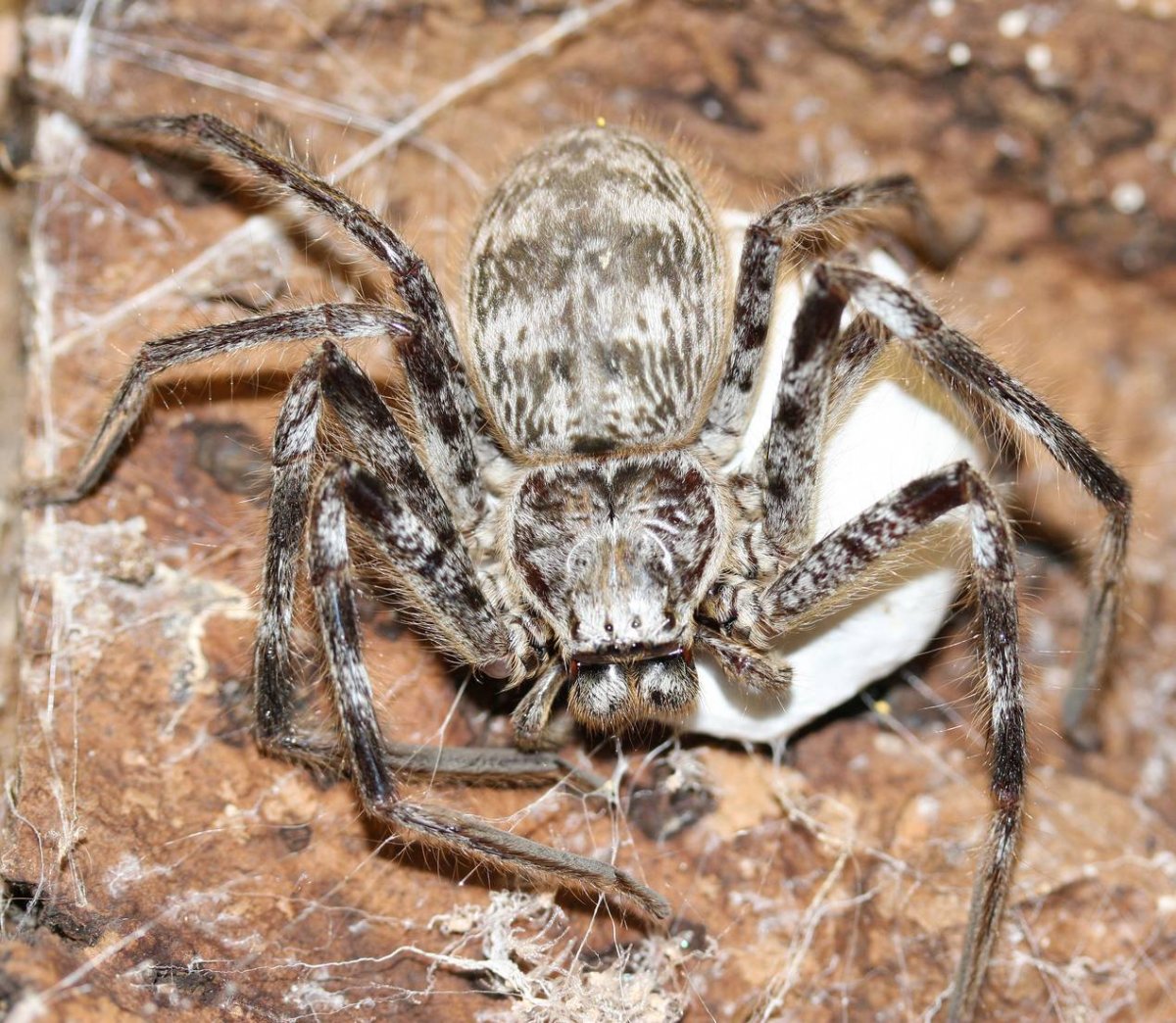 Арагог паук Австралия