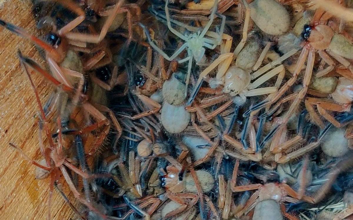 Паук поедающий летучих мышей