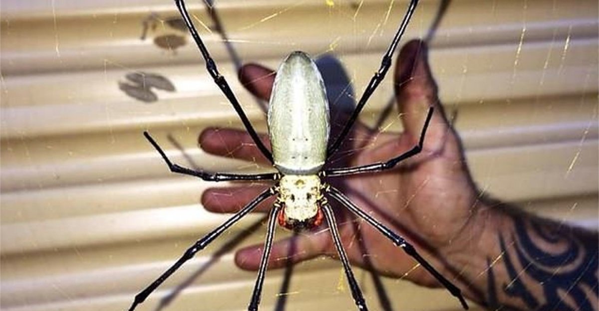 Гигантский паук золотопряд