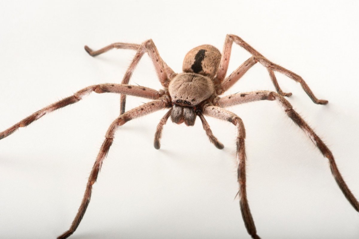 Пещерный паук волк