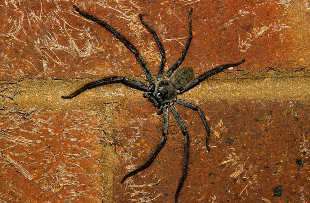Паук птицеед австралийский