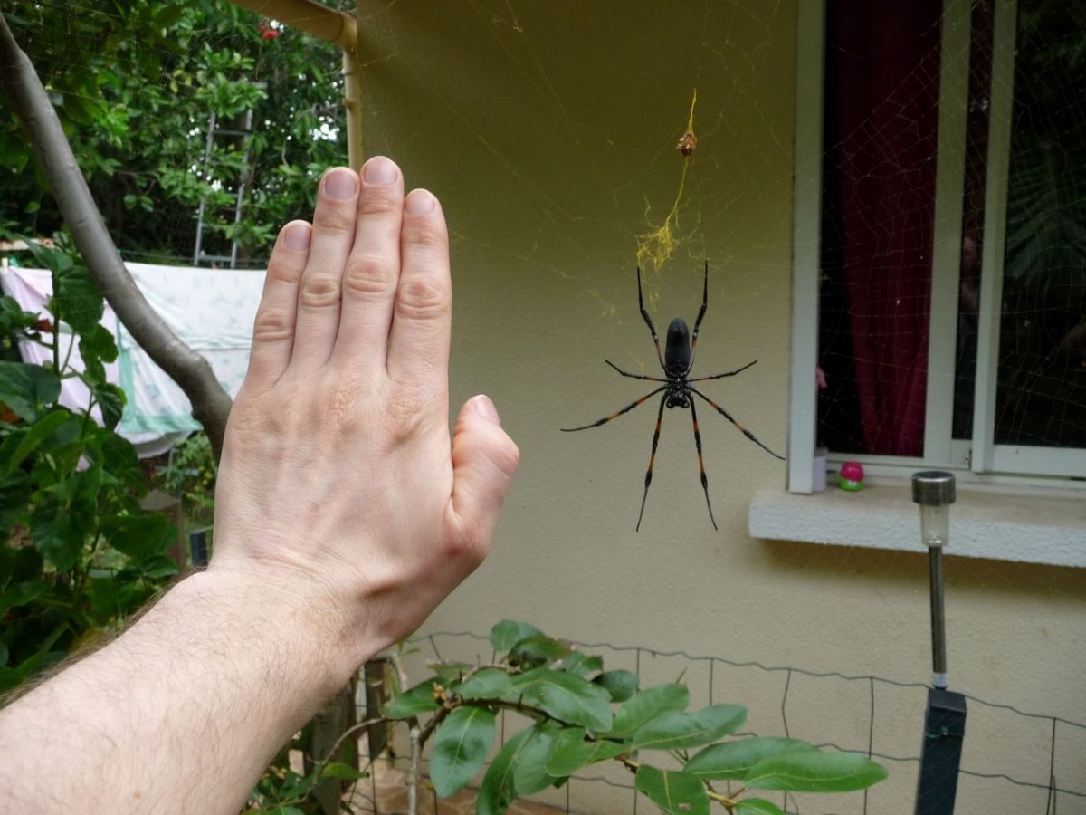 Терафоза блонда укус