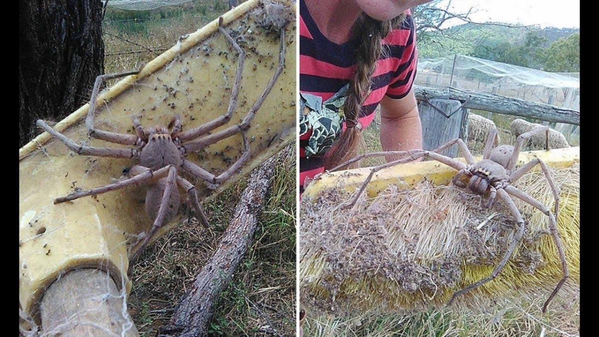 Страшные пауки Австралии