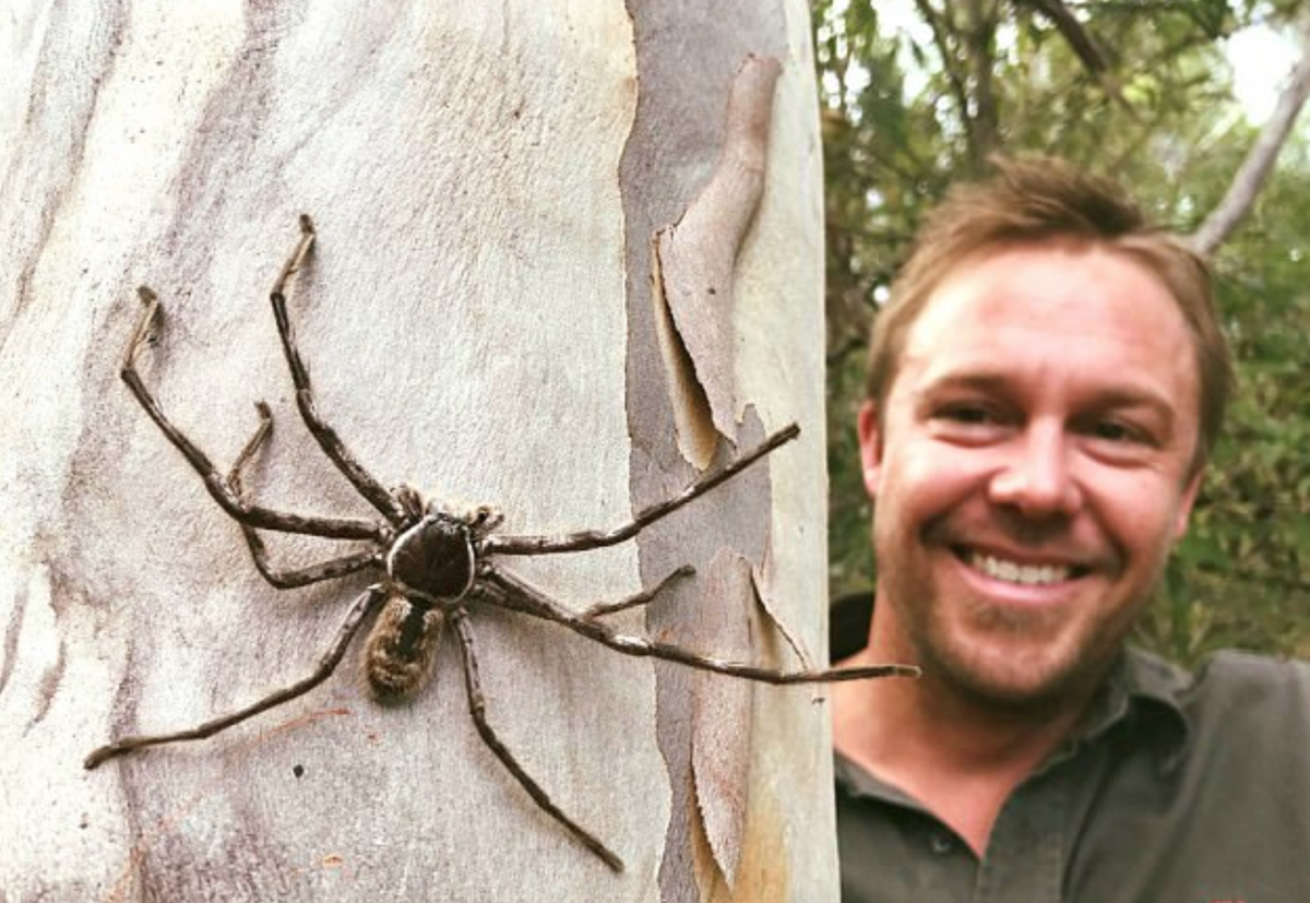 Паук птицеед Голиаф