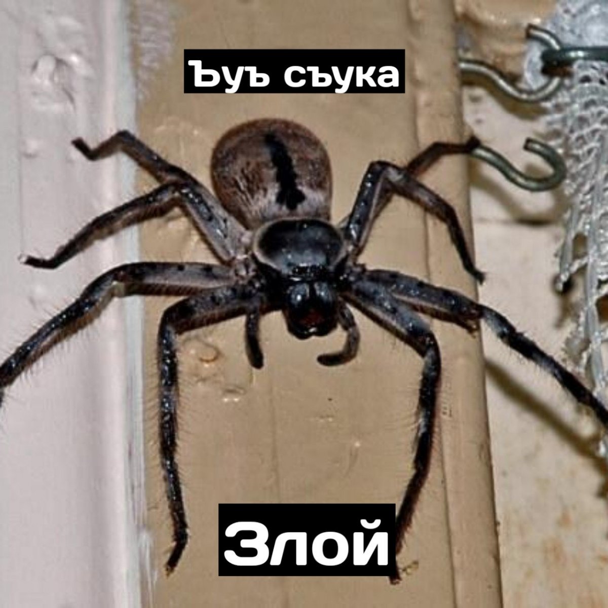 Паук охотник Хантсмен