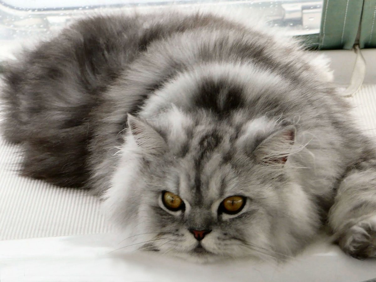 Кот экзот вислоухий