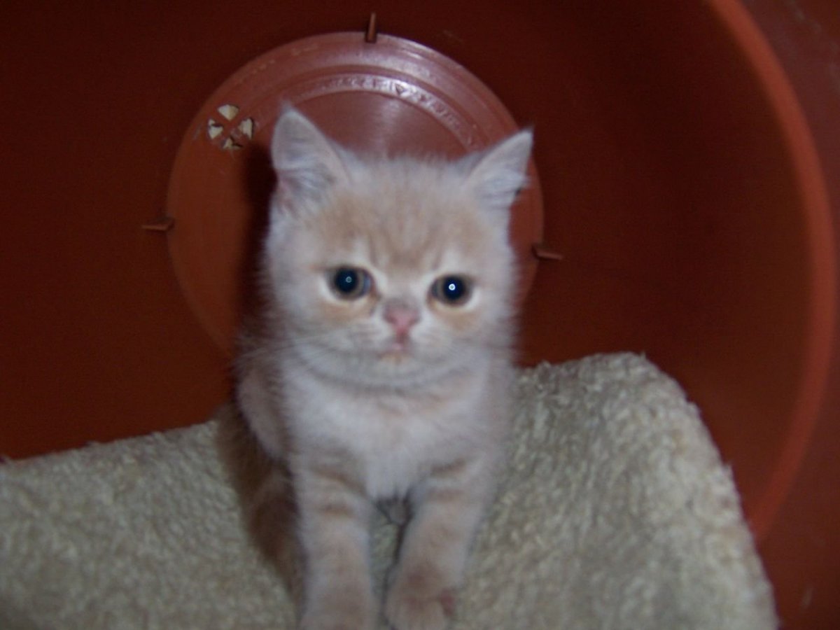 Смесь вислоухого с персидским котом белые