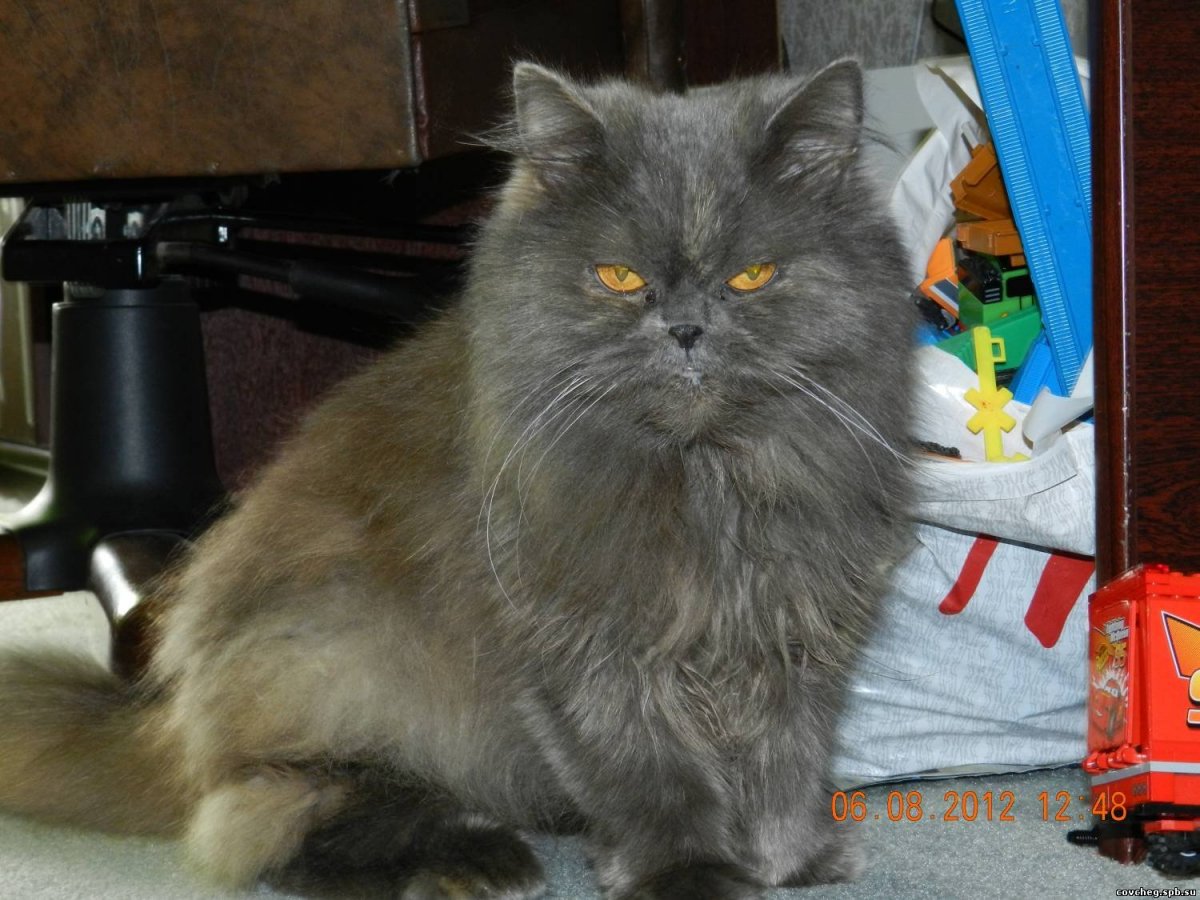 Сиамская Британская кошка