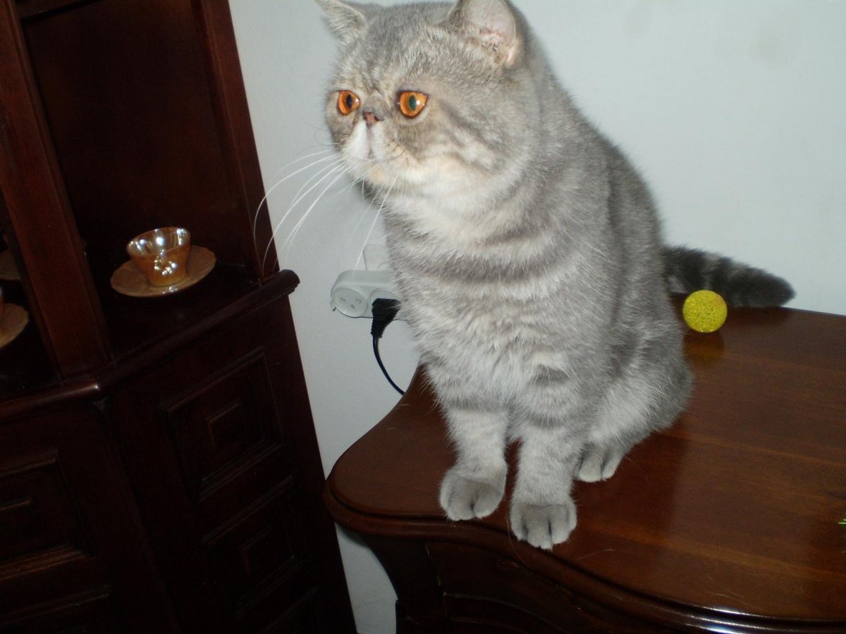 Британская длинношёрстная кошка