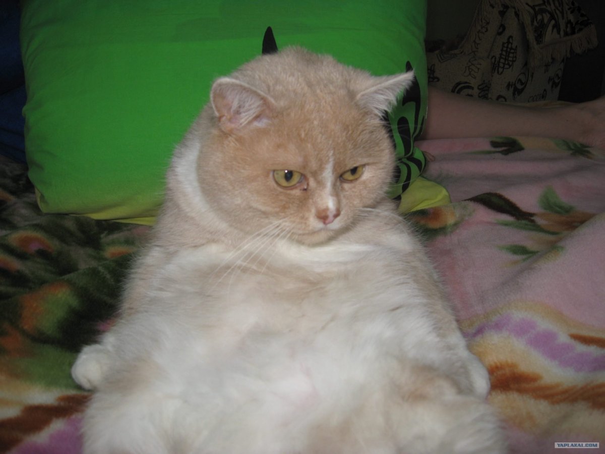 Метис экзота и британца