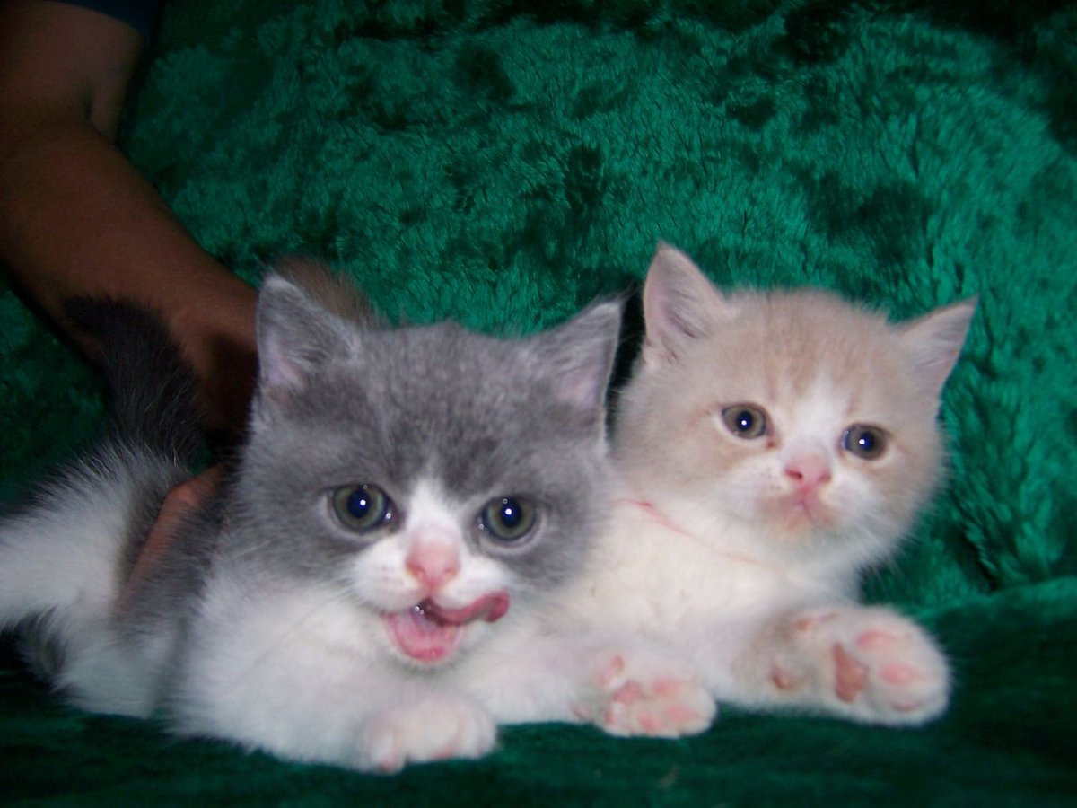 Персидская шиншилла экзот