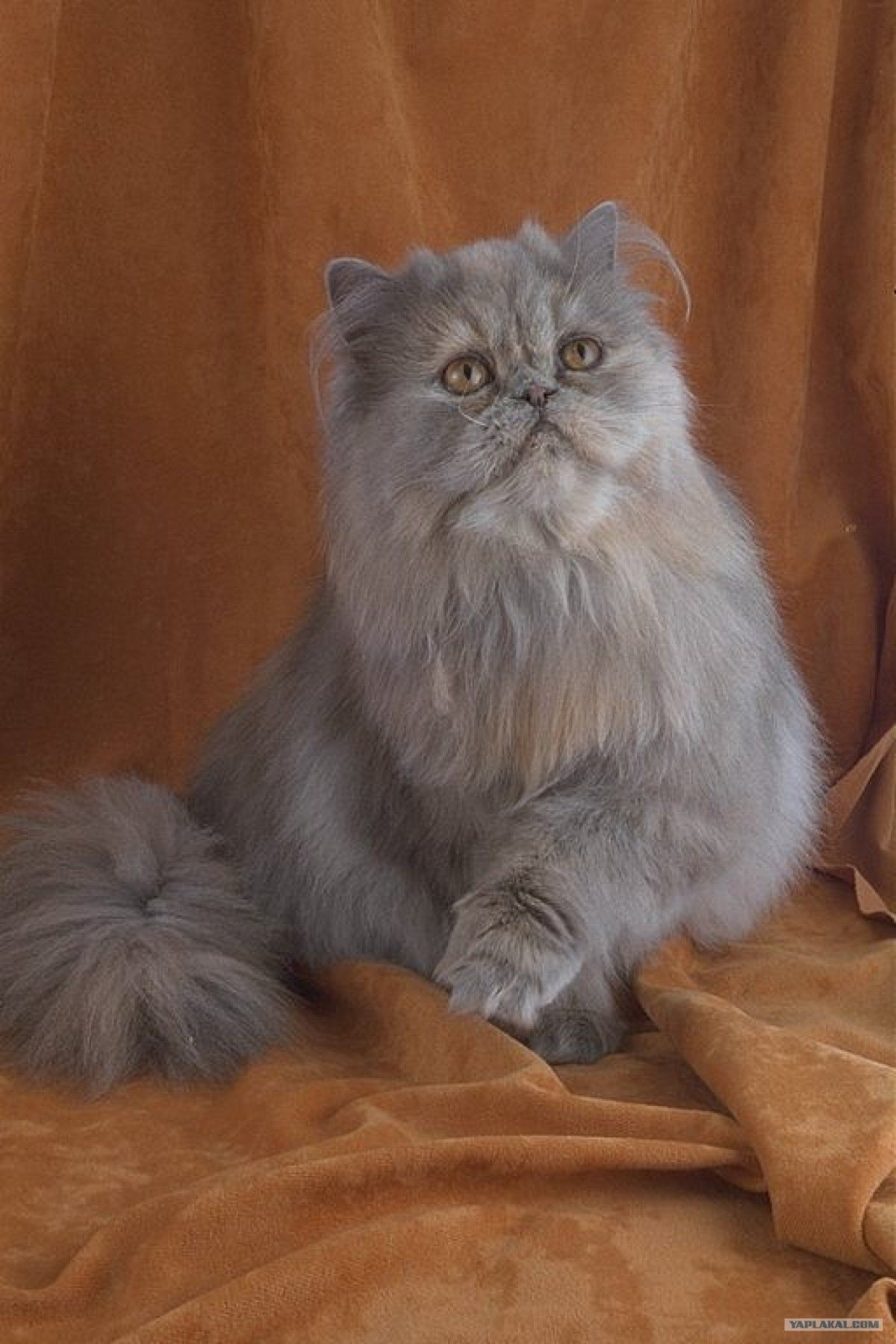 Кот экзот дымчатый