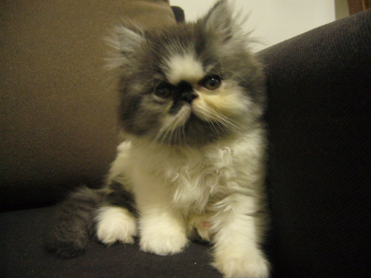 Британская персидско ангорская кошка