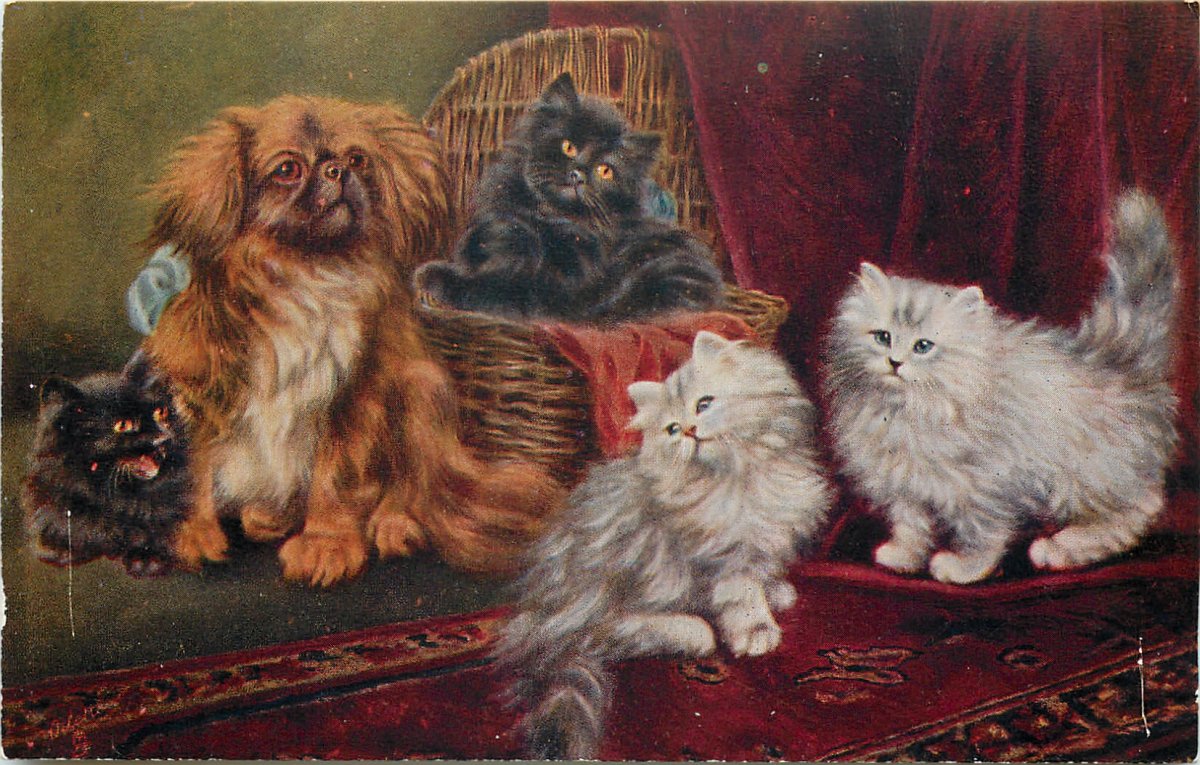 Персидская голубая длинношерстная кошка