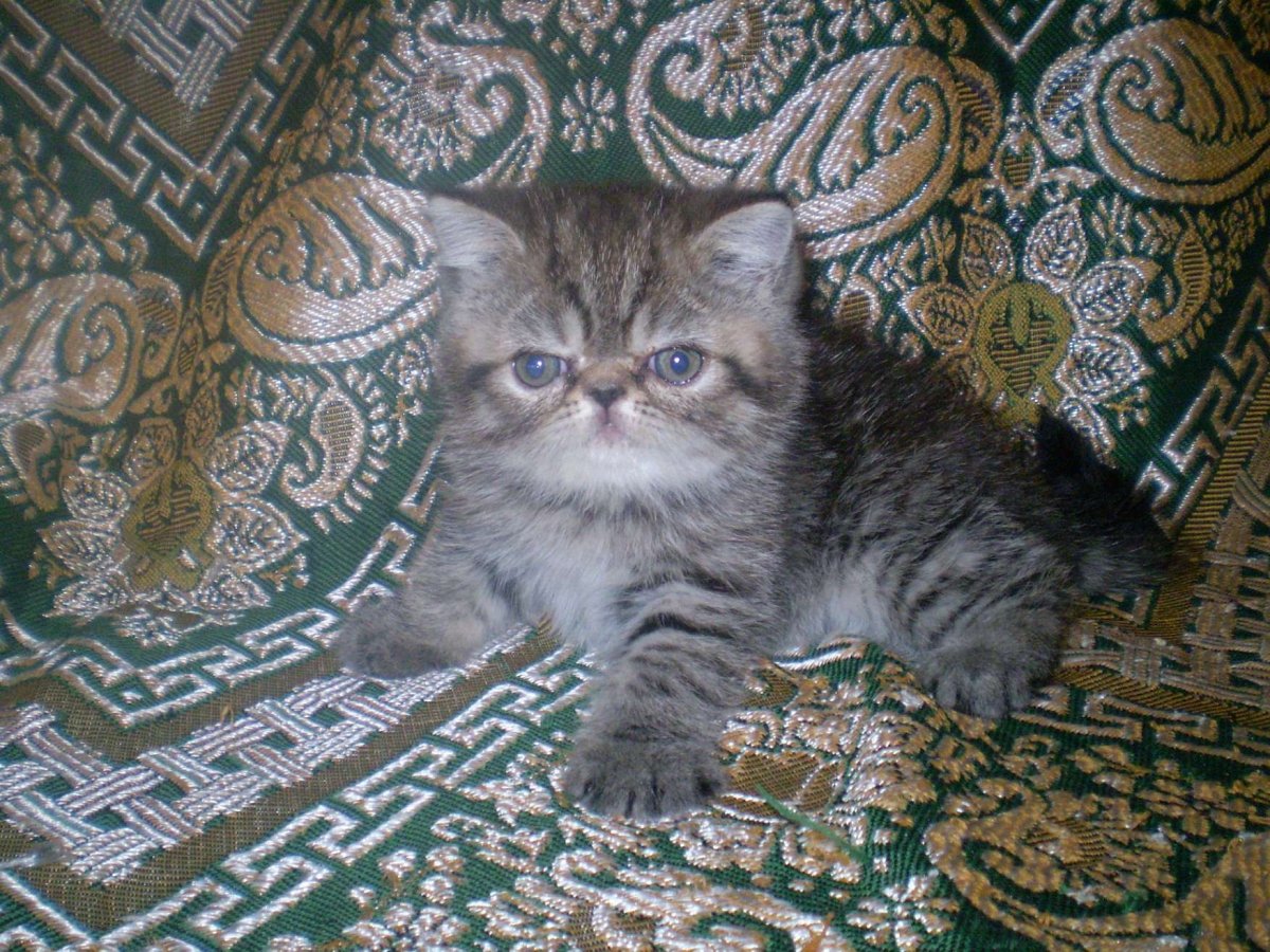 Смесь ангорки и британца