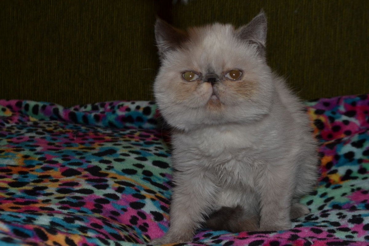 Метисы экзотов кошки