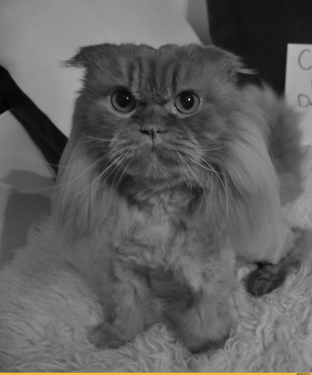 Сибирский персидский кот