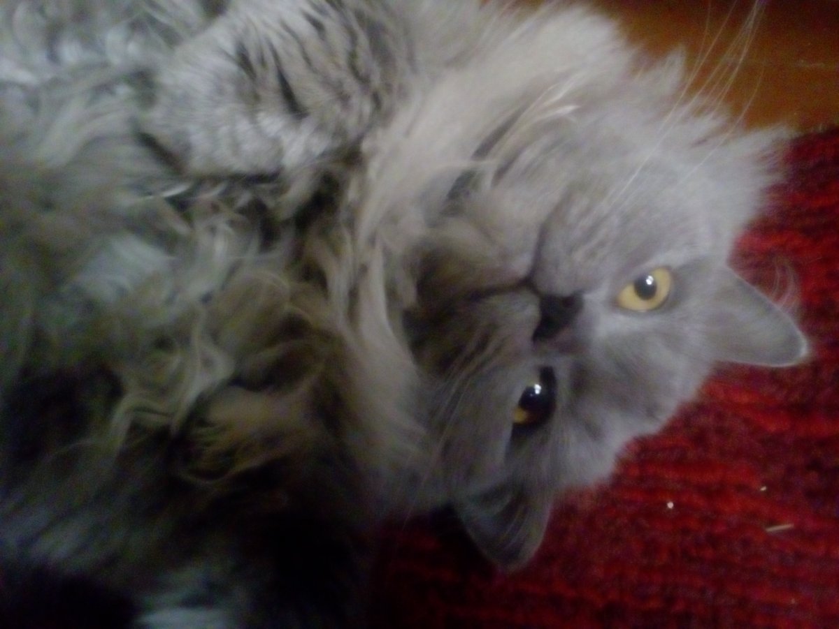 Персидская вислоухая кошка