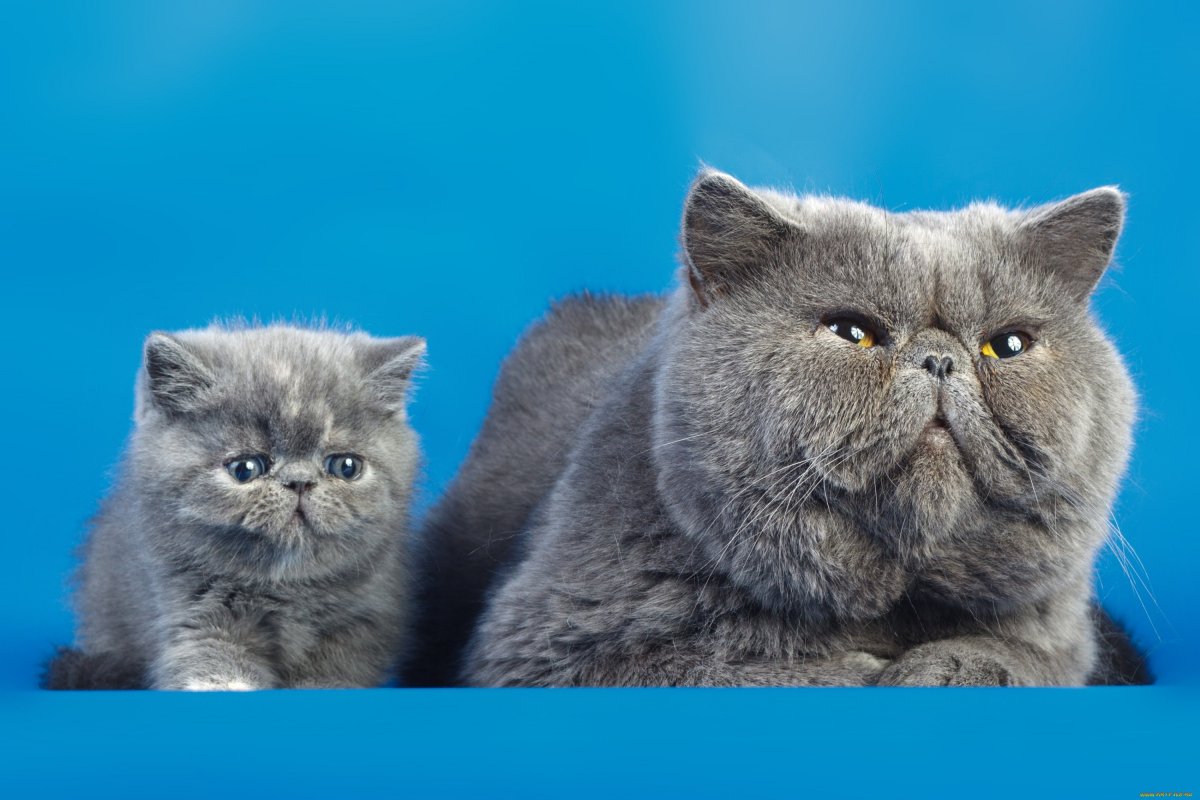 Гималайская кошка ред Пойнт