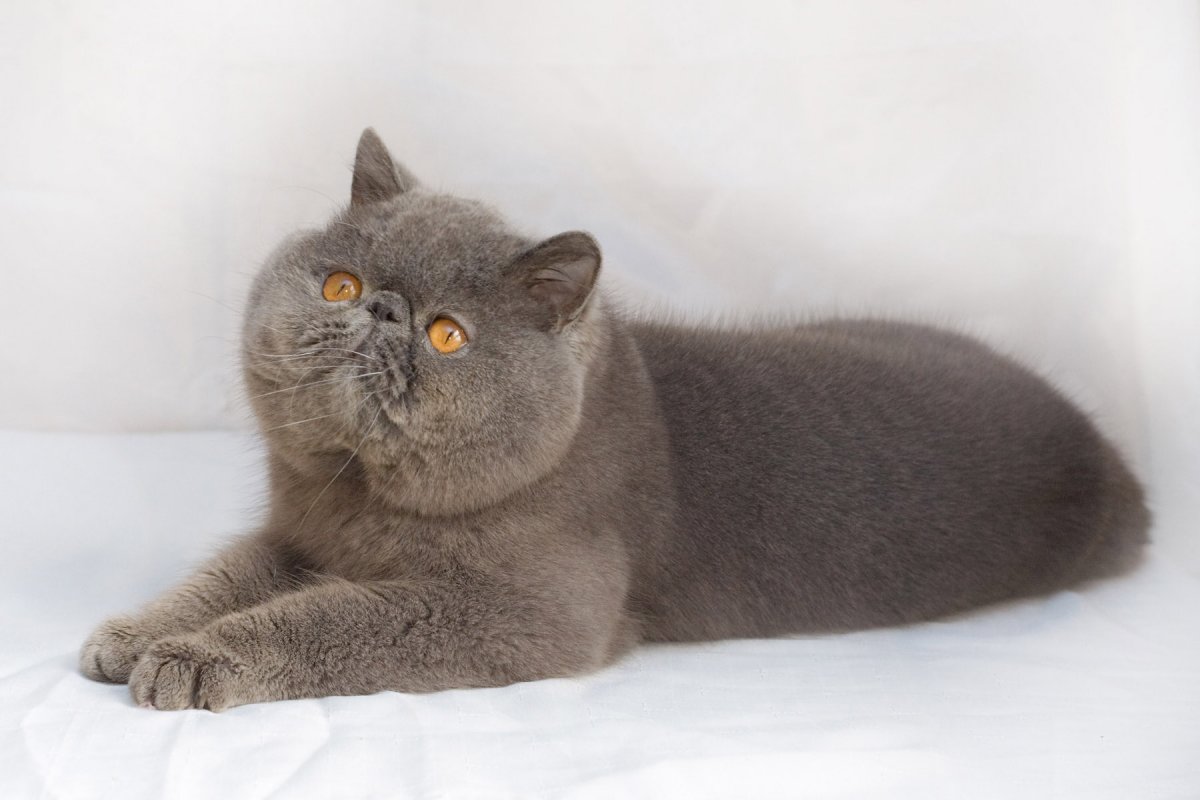 Смесь британца и перса