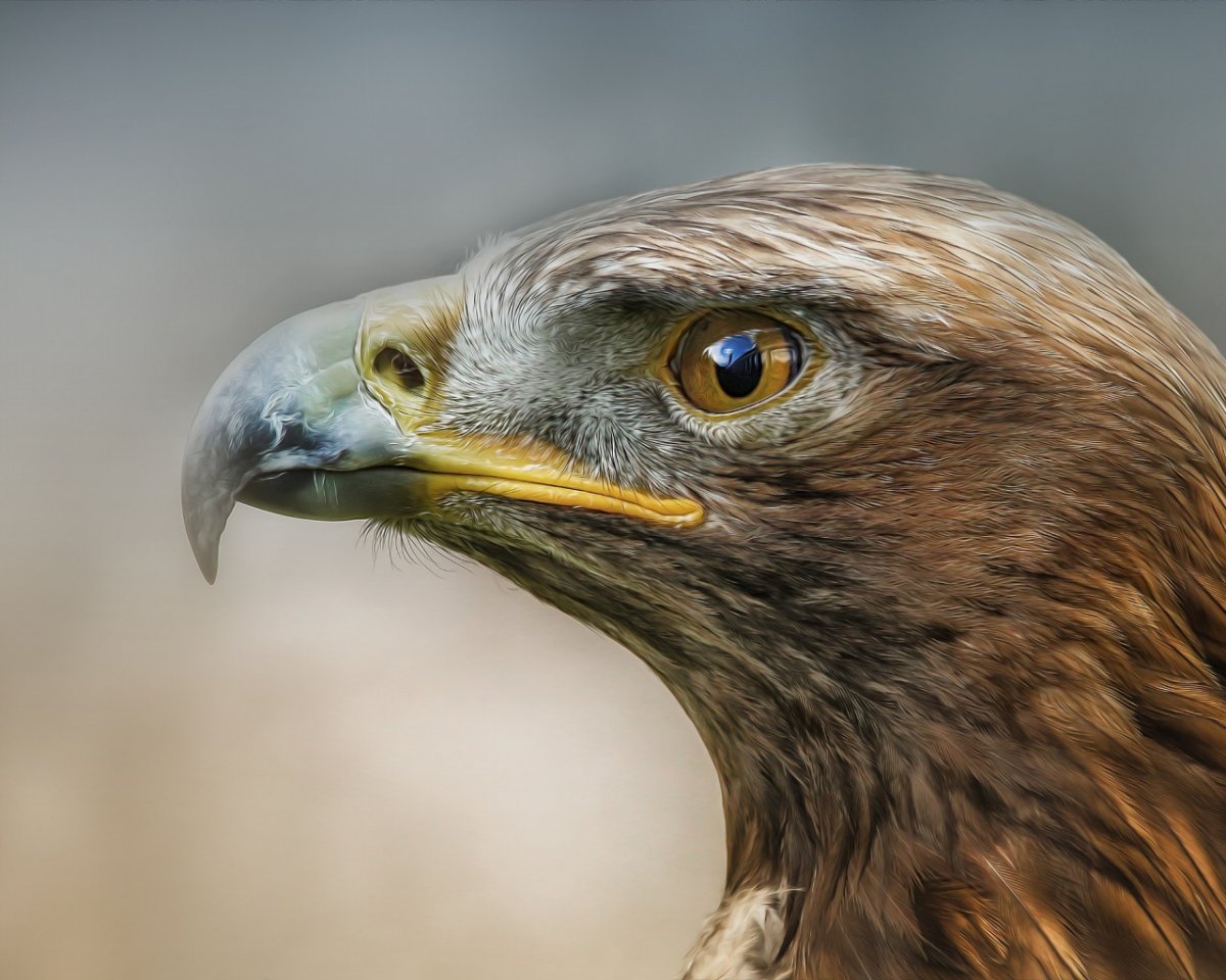 Хищные птицы Подмосковья