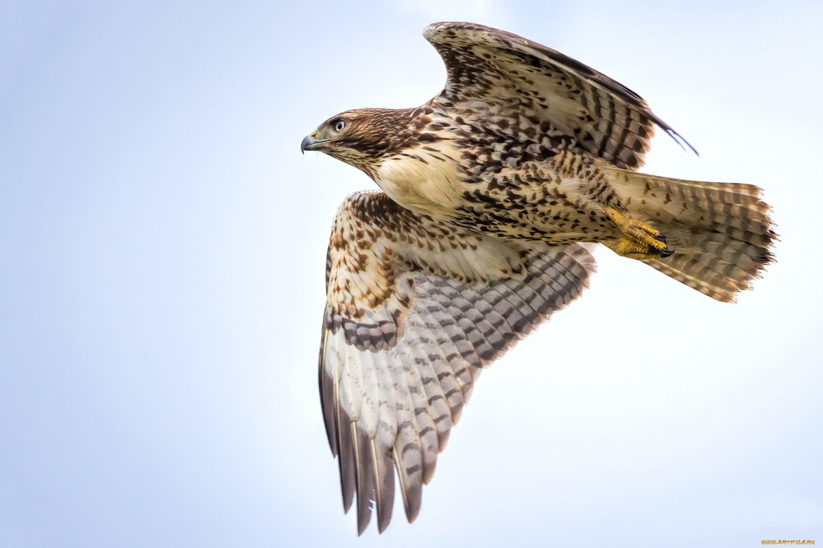 Хищные птицы Зоология