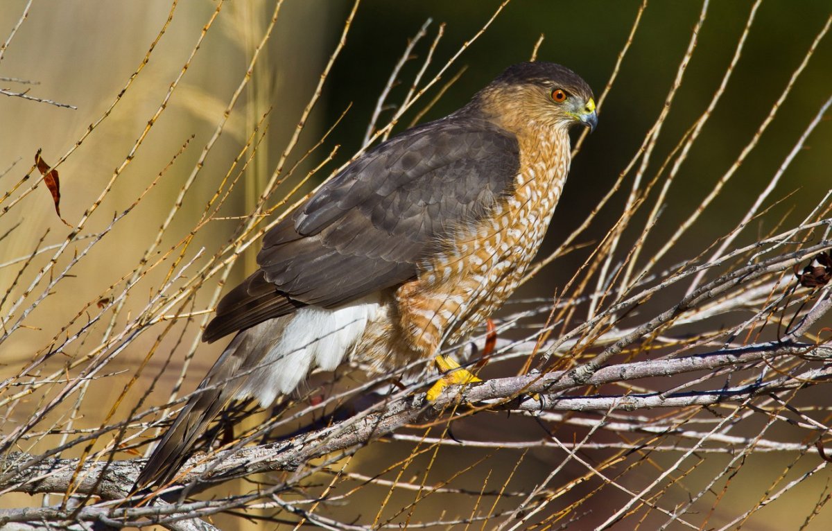Мелкие Хищные птицы Подмосковья