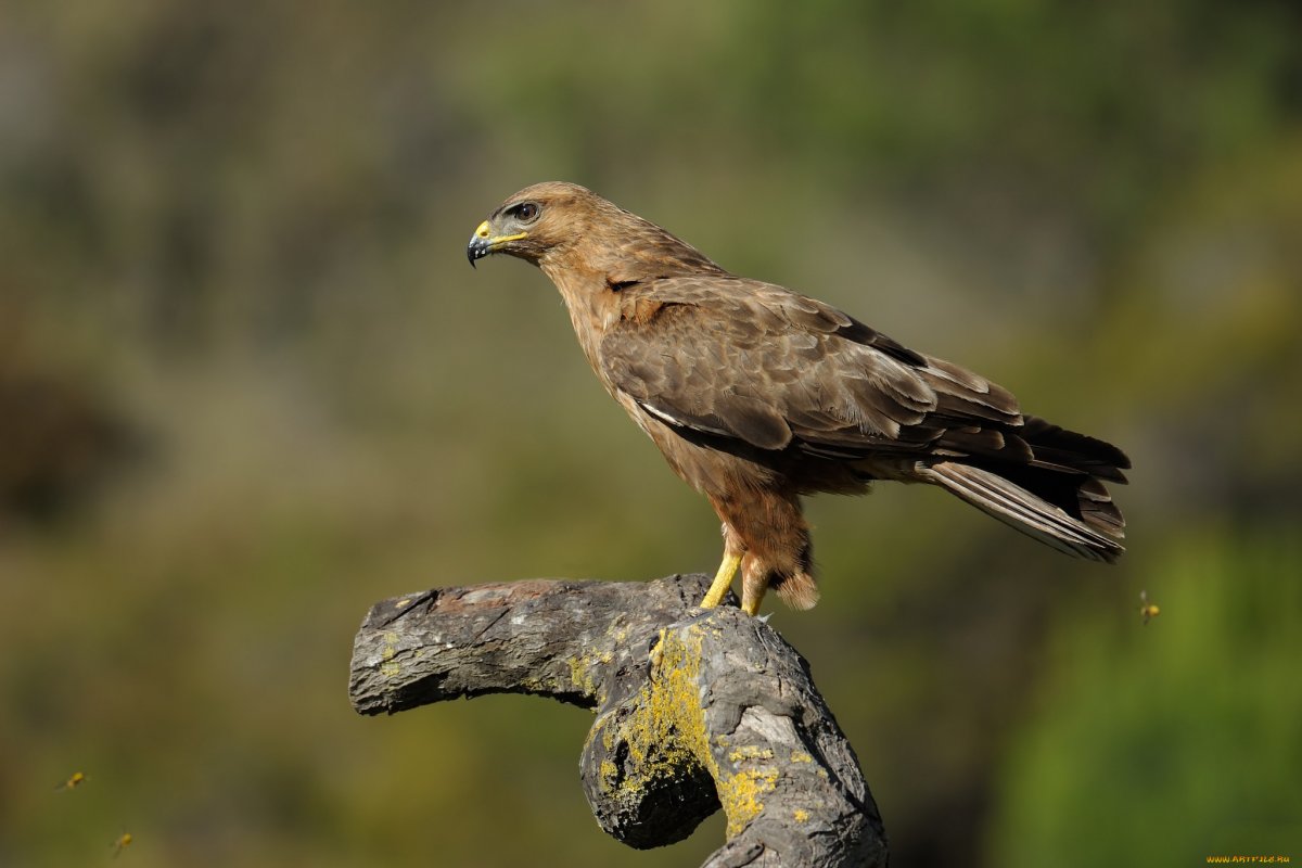 Хищные птицы Индокитая