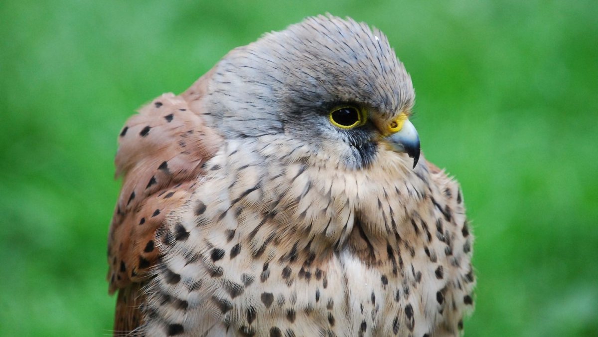 Хищные птицы Крыма в полете