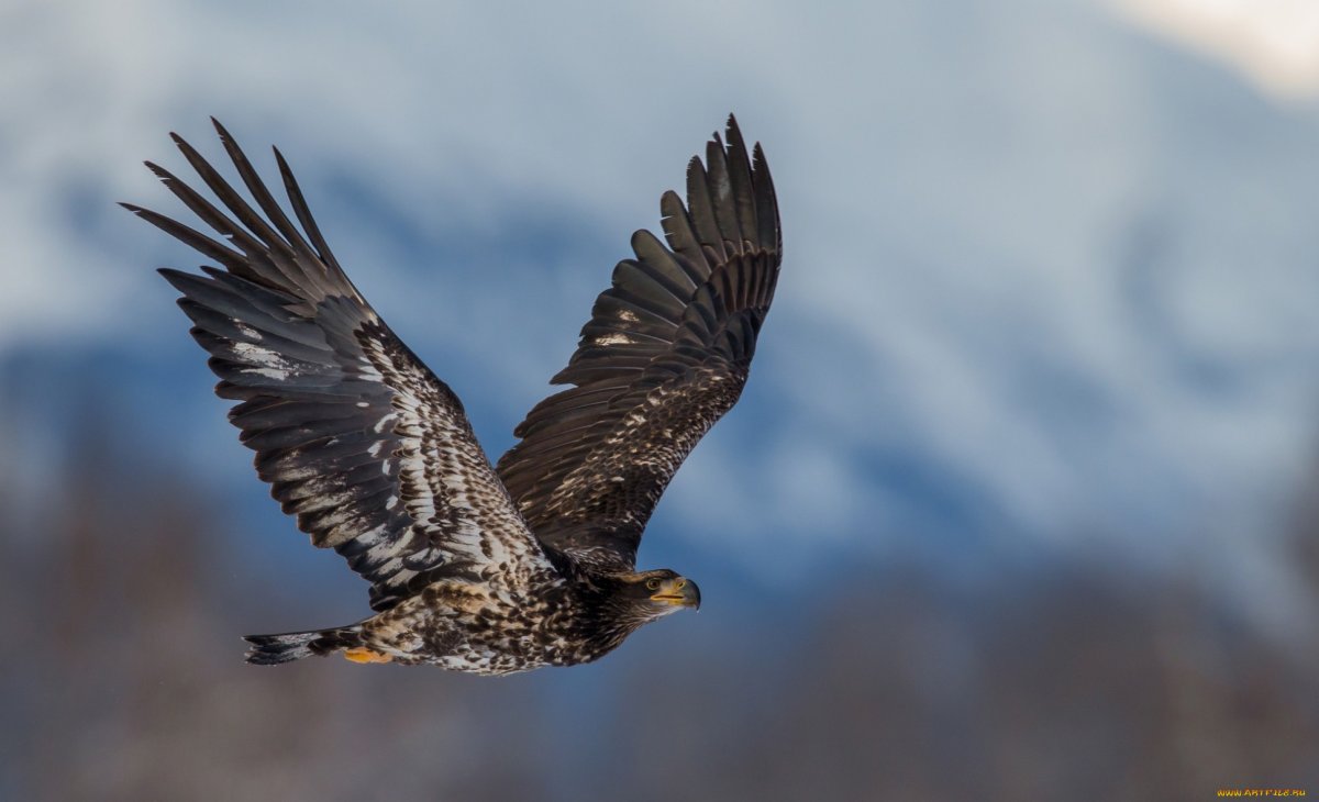 Ястреб канюк Орел Коршун