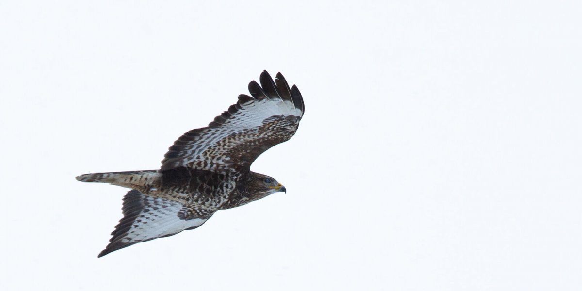 Хищные птицы в Ботаническом саду