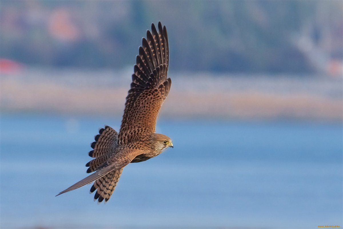 Сапсан птица