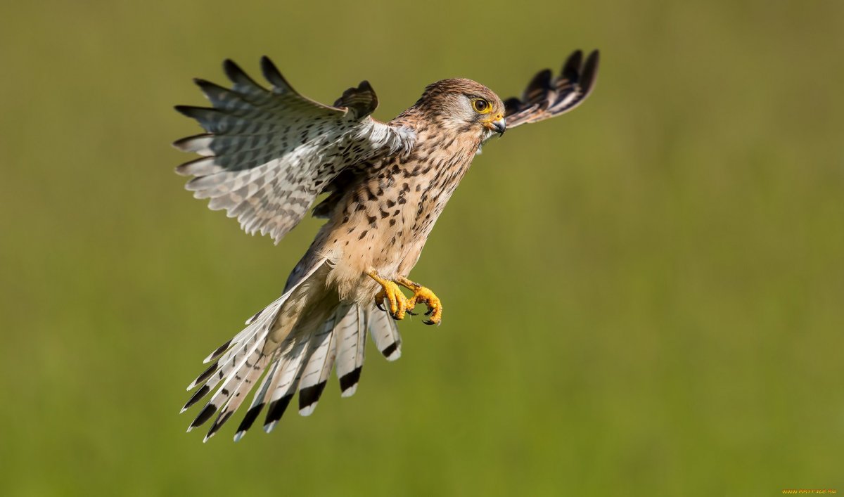 Ястреб тетеревятник охота