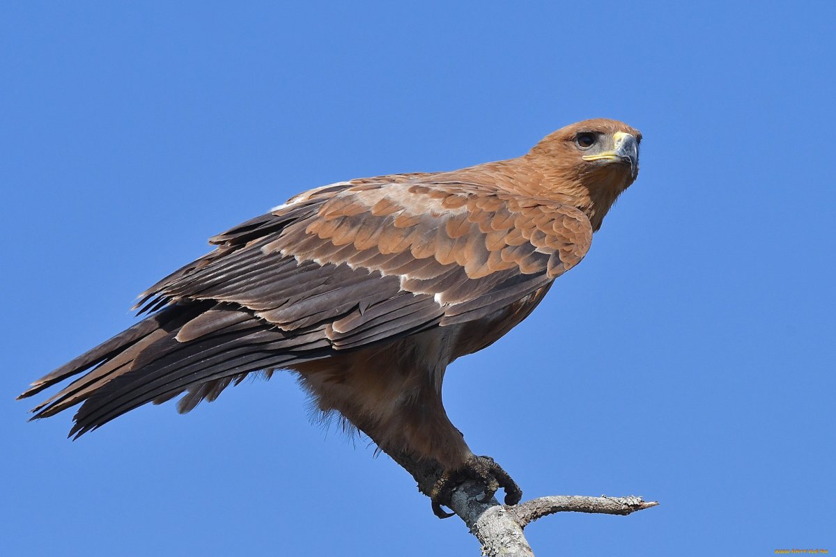 Хищные птицы