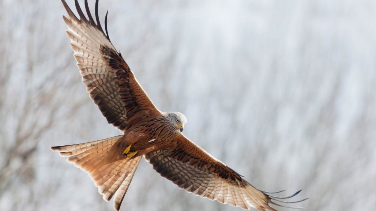 Беркут, Орел Степной, Сокол- балобан.