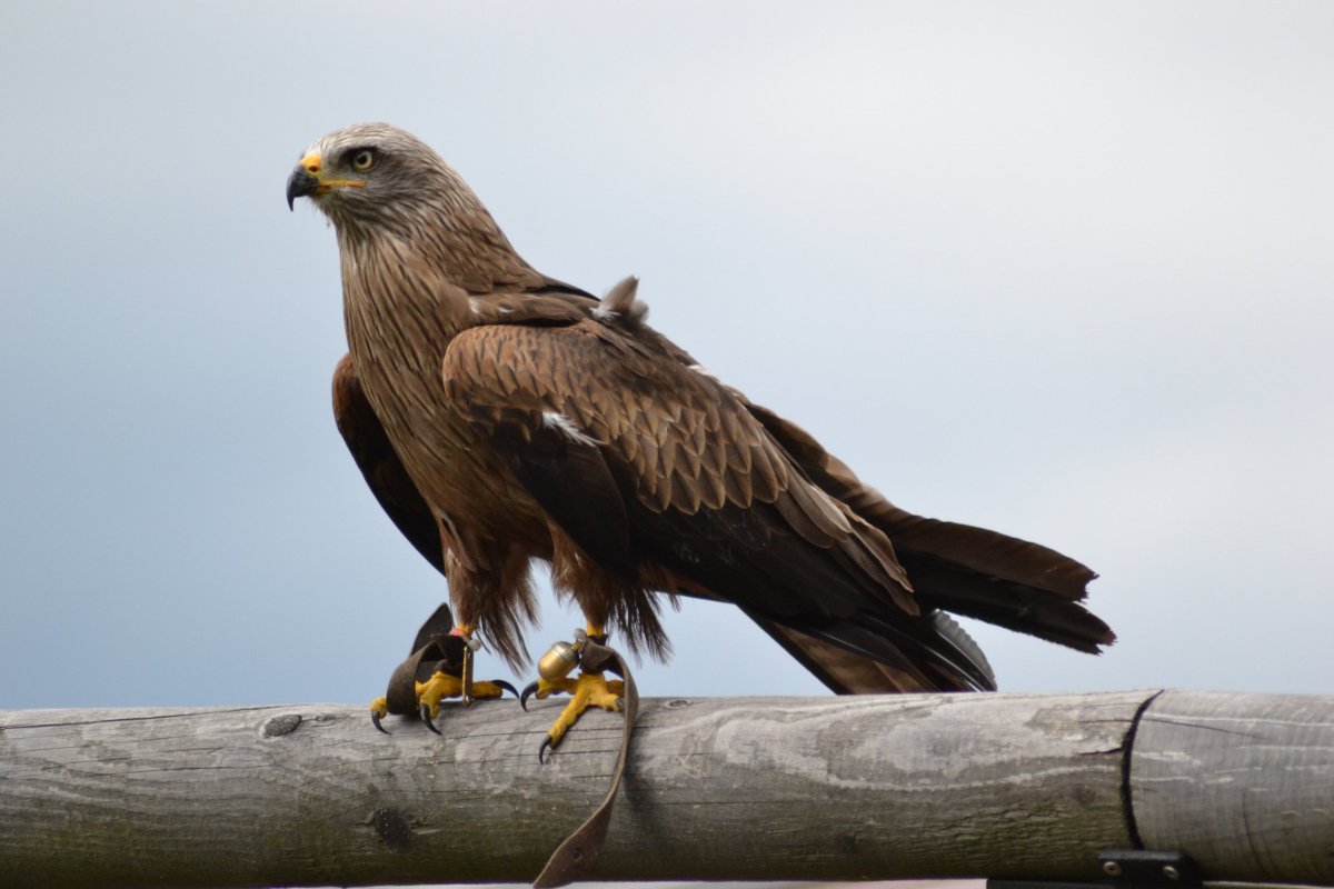 Сокол канюк