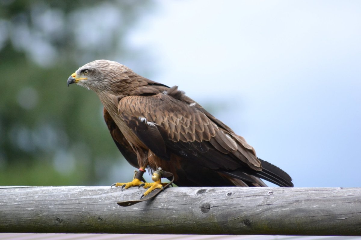 Хищные птицы Марий Эл