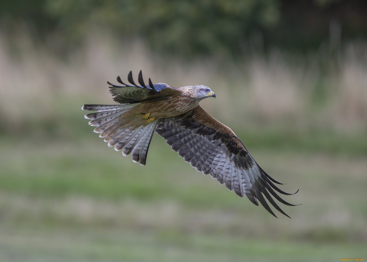 Лунь канюк тетеревятник