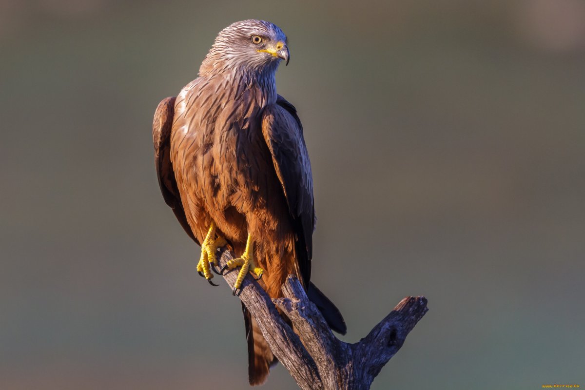 Ястреб краснохвостый Сарыч