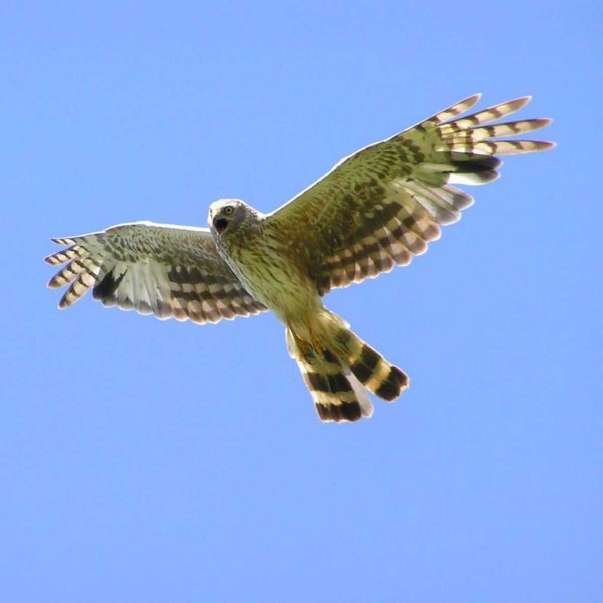 Орёл Беркут в атаке