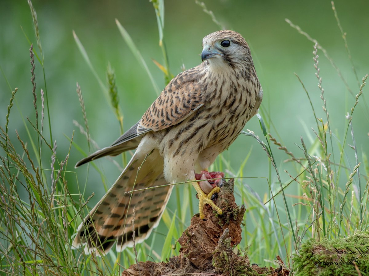 Маврикийская пустельга