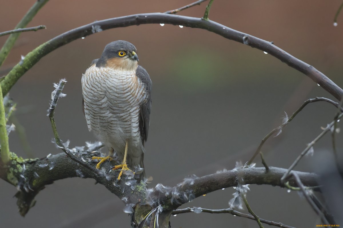 Тетеревятник (Accipiter gentilis)