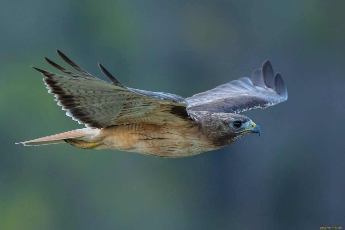 Хищные птицы Тверской области